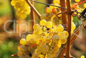Weintraube weiss - grape white 13