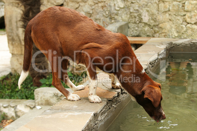 reddish-brown dog drinks water