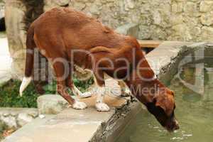 reddish-brown dog drinks water