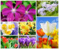 Bunte Frühlingsblumen Collage