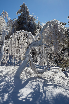 Winter beauty