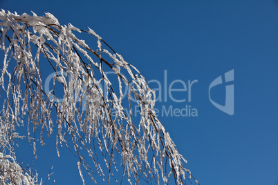 Branch covered with snow