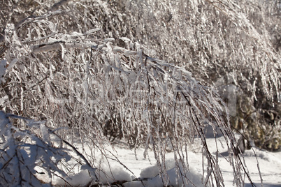 Snow-covered branch