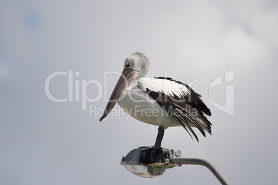 Brillenpelikan (Pelecanus conspicillatus); Australian Pelican (Pelecanus conspicillatus)