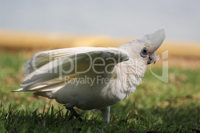 Nacktaugenkakadu (Cacatua sanguinea); Little Corella (Cacatua sanguinea)