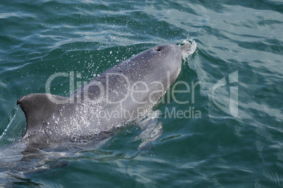 Chinesischer Weißer Delfin (Sousa chinensis); Chinese white dolphin (Sousa chinensis)