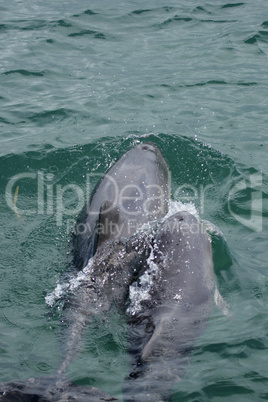 Chinesische Weiße Delfine (Sousa chinensis); Chinese white dolphins (Sousa chinensis)