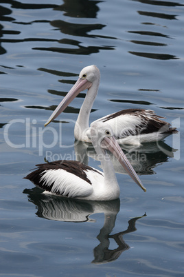 Brillenpelikane (Pelecanus conspicillatus); Australian Pelicans (Pelecanus conspicillatus)