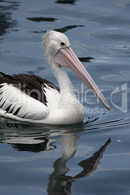 Brillenpelikan (Pelecanus conspicillatus); Australian Pelican (Pelecanus conspicillatus)