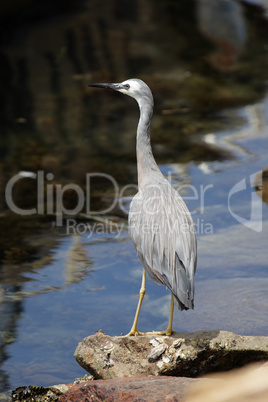 Weißwangenreiher (Egretta novaehollandiae); White-faced Heron (Egretta novaehollandiae)