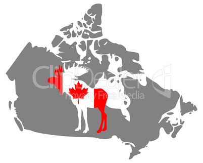 Canadian moose