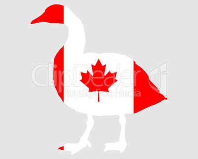 Canada goose