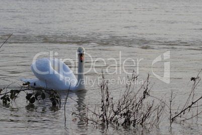 Schwan bei Hochwasser