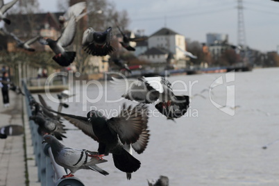 Tauben am Rheinufer