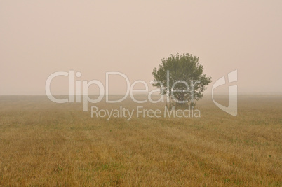 Fog in the field Fog in the field