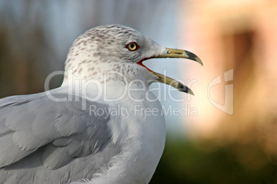 Seagull