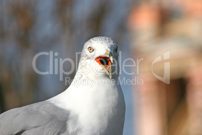 Seagull