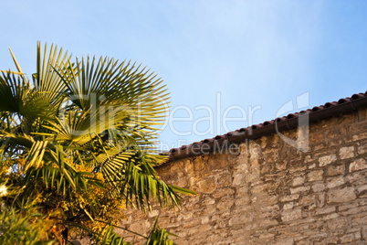 Palm and house in evening sun