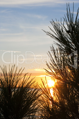 Pine tree with sunset