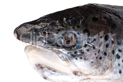 Salmon's head