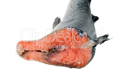 Salmon