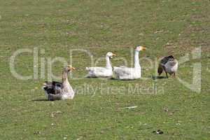 Group of geese