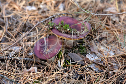 Russula mushrooms