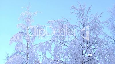 Trees, snow and blue sky