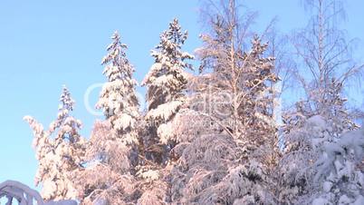 Trees, snow and sun