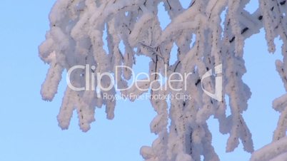 Trees, snow and blue sky