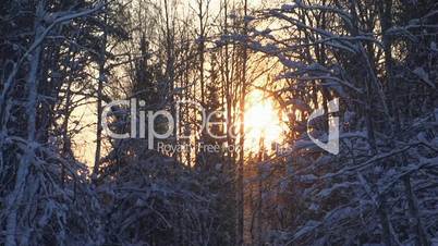Snowing forest sunset