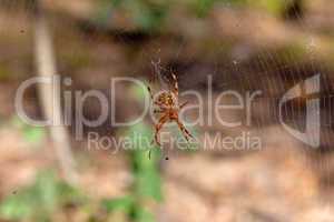 Spider on cobweb