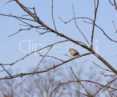 Sparrow on tree branch