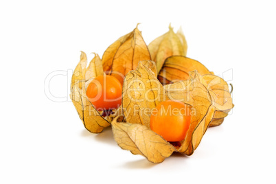 Physalis