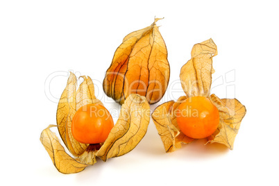 Physalis