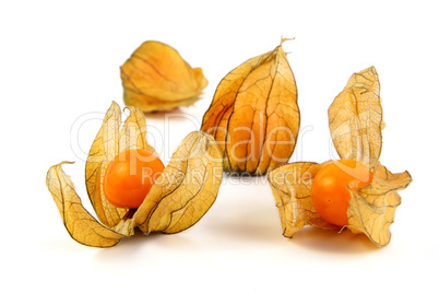 Physalis