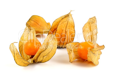 Physalis