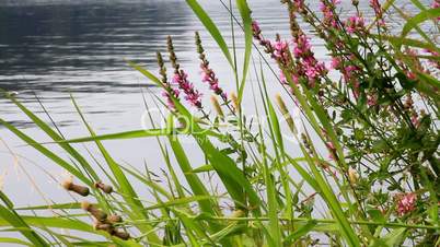 water garden