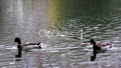 Duck in autumn pond