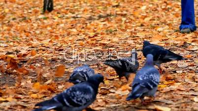 pigeons in autumn Park