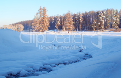 Winter Landscape And Trees