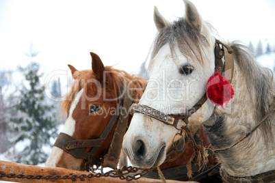 Horse heads in snowy forest landscape