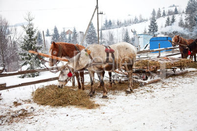 Horses and sledge in winter