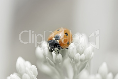 Marienkäfer auf Blütenknospen