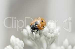 Marienkäfer auf Blütenknospen