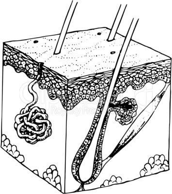 skin and glands/ Drüsen der Haut