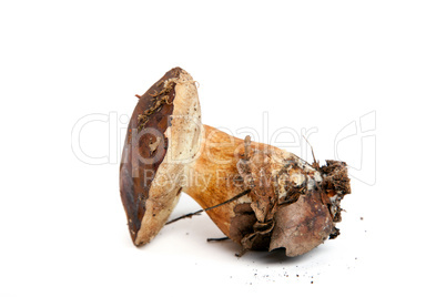 Boletus mushroom isolated on white