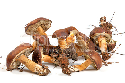 Xerocomus badius mushrooms isolated on white