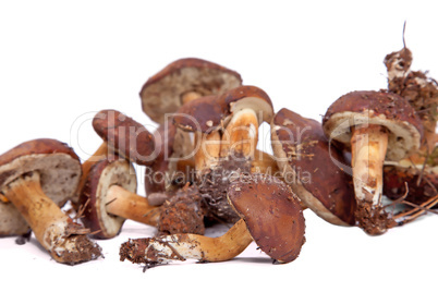 Xerocomus badius mushrooms isolated on white