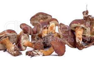 Xerocomus badius mushrooms isolated on white